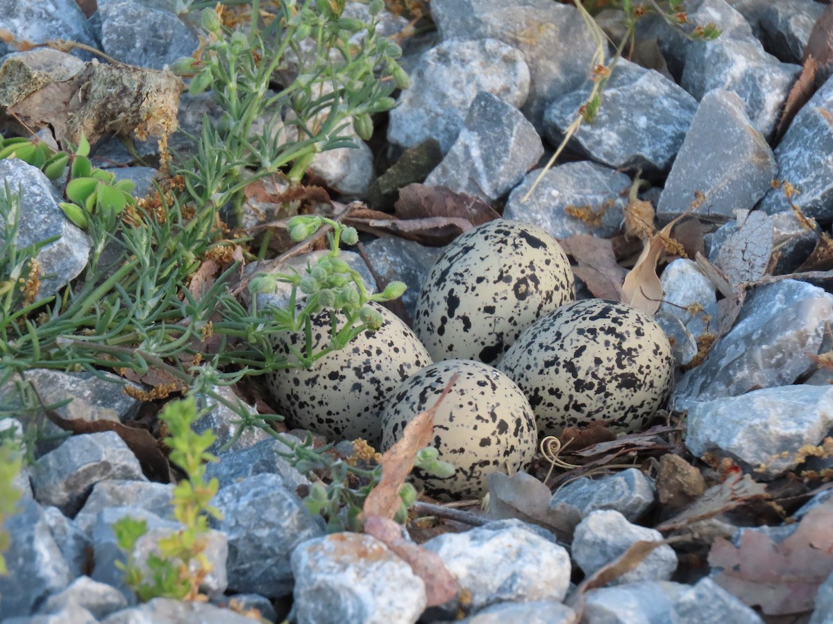 Killdeer - Kathleen Williams