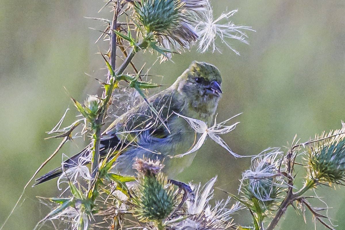 Hooded Siskin - Amed Hernández