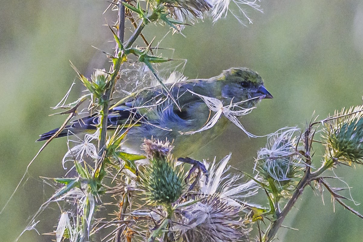 Hooded Siskin - Amed Hernández