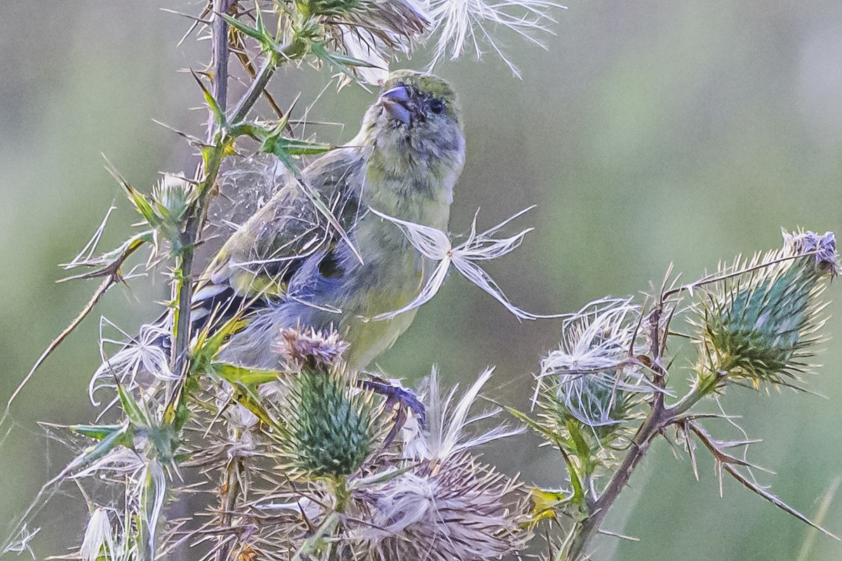 Hooded Siskin - Amed Hernández