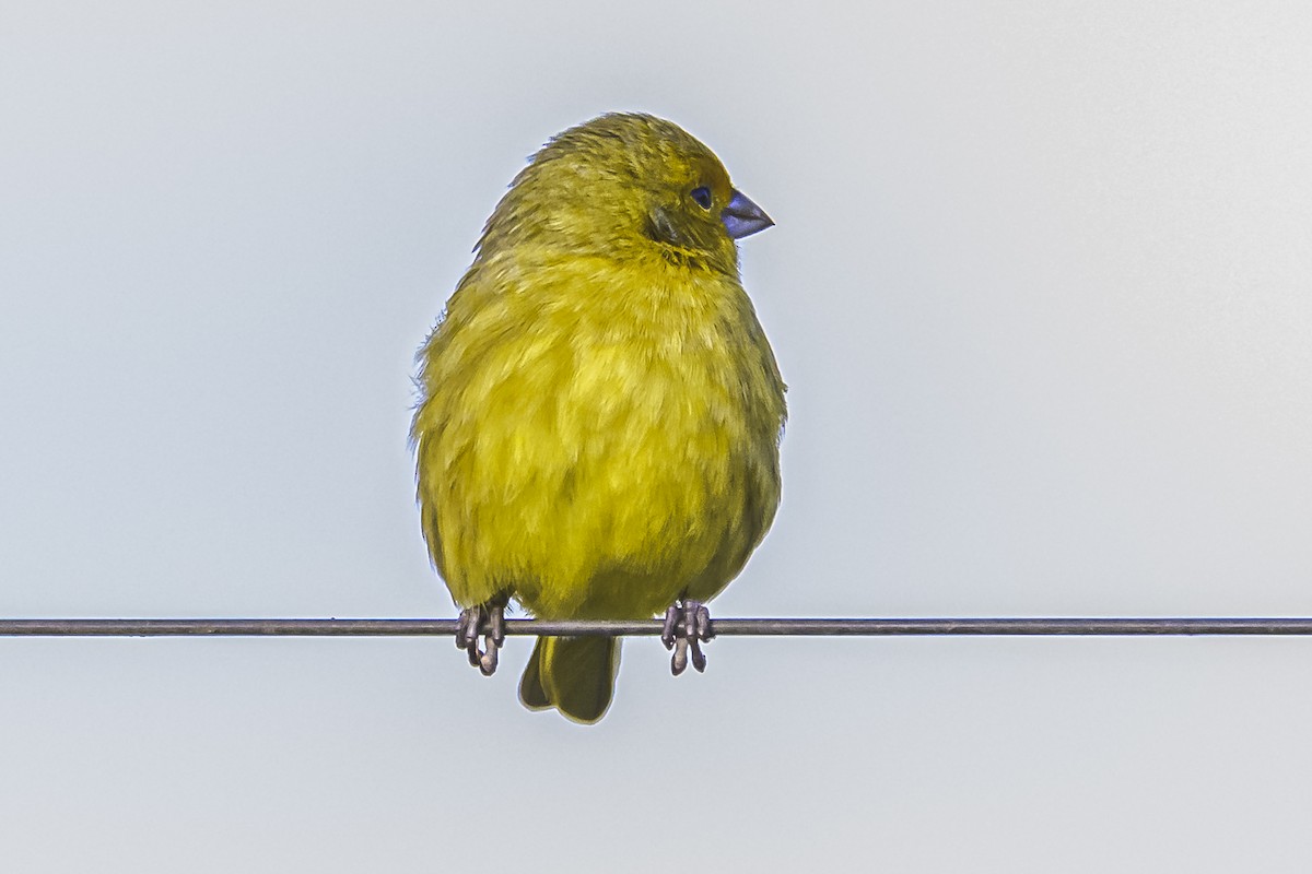 Saffron Finch - Amed Hernández