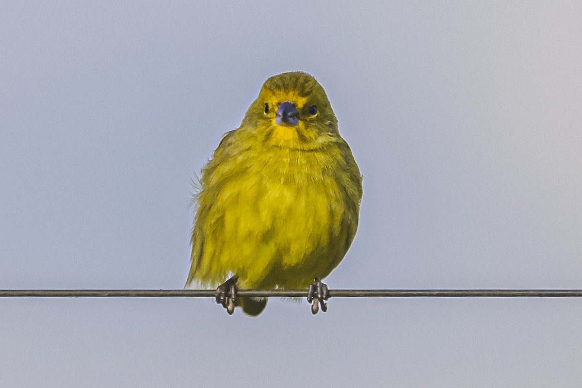 Saffron Finch - Amed Hernández