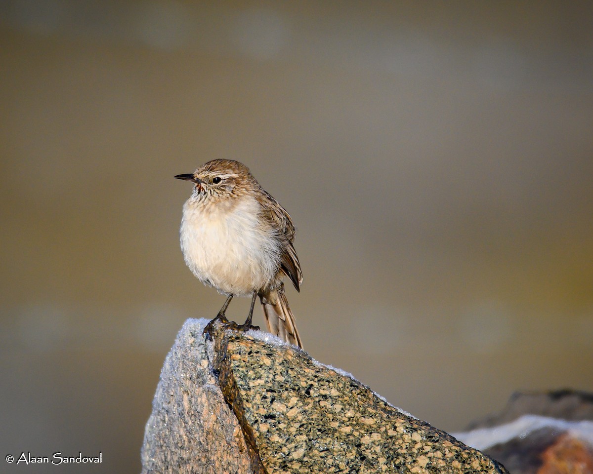 Streak-throated Canastero - Alaan Sandoval Lopez