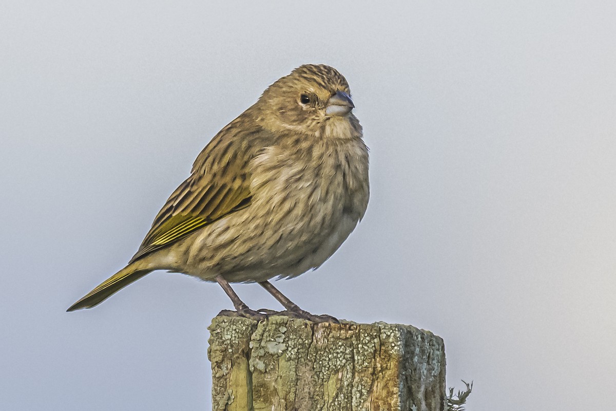 Saffron Finch - Amed Hernández