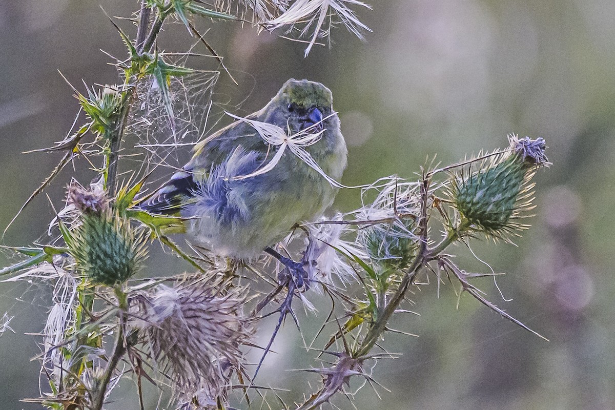 Hooded Siskin - Amed Hernández