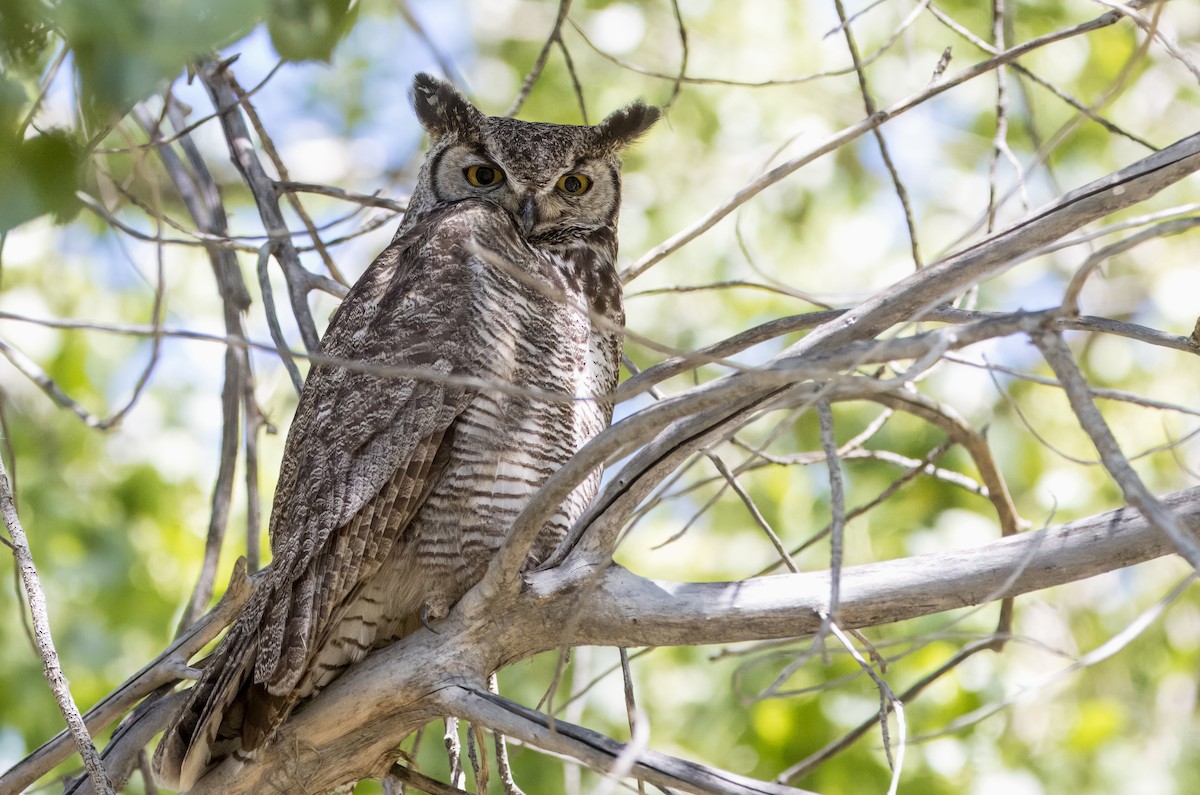 Great Horned Owl - Daniel Ward