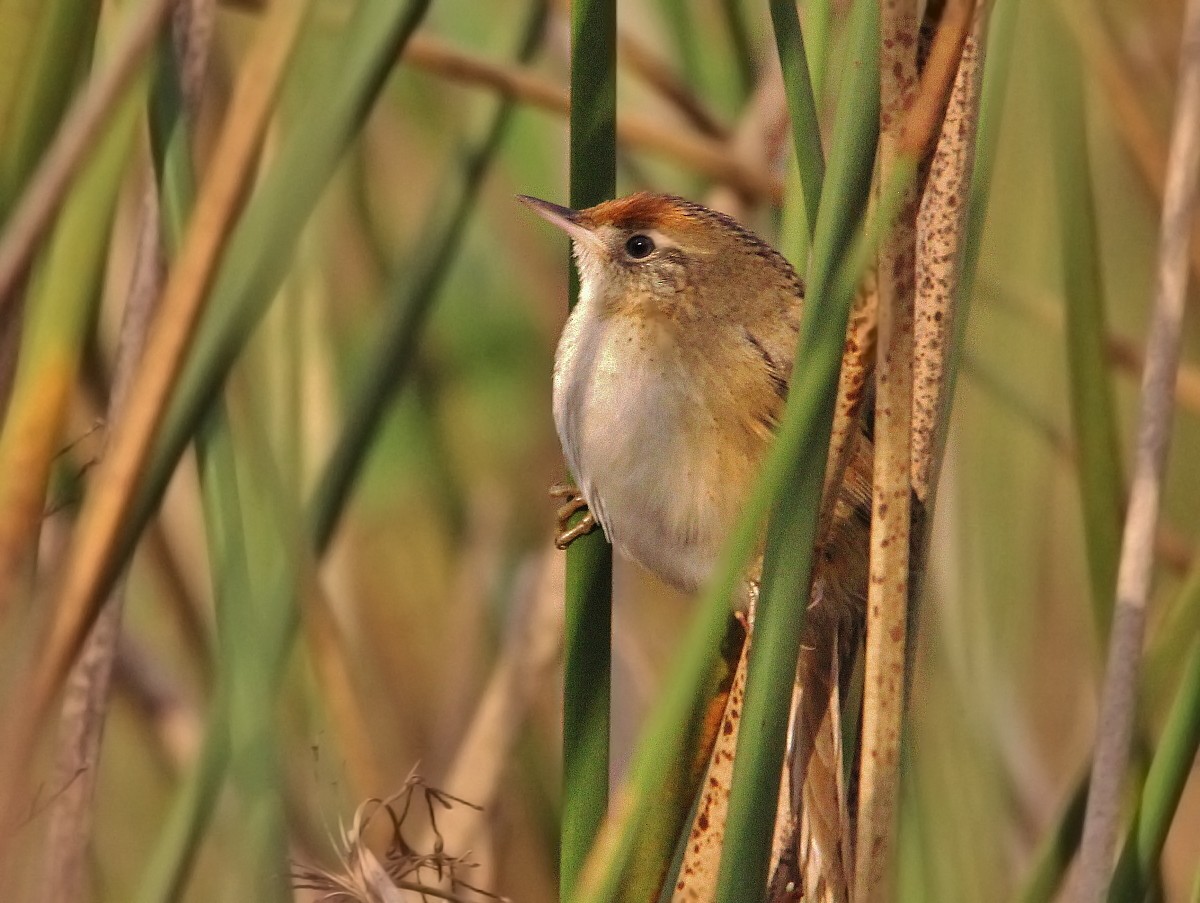 Bay-capped Wren-Spinetail - ML619503304