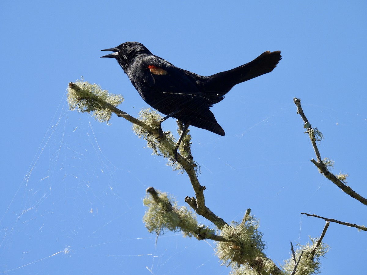 Red-winged Blackbird - ML619503305