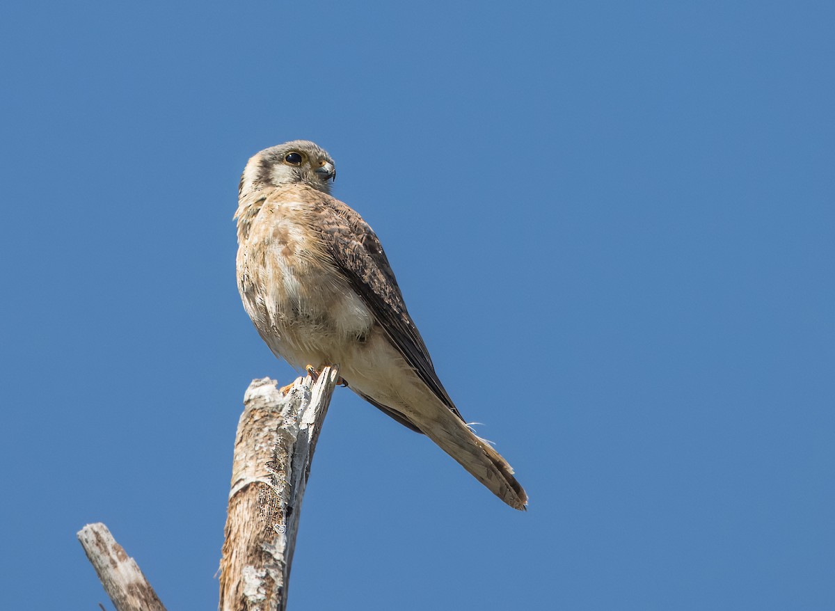 American Kestrel - Daniel Ward