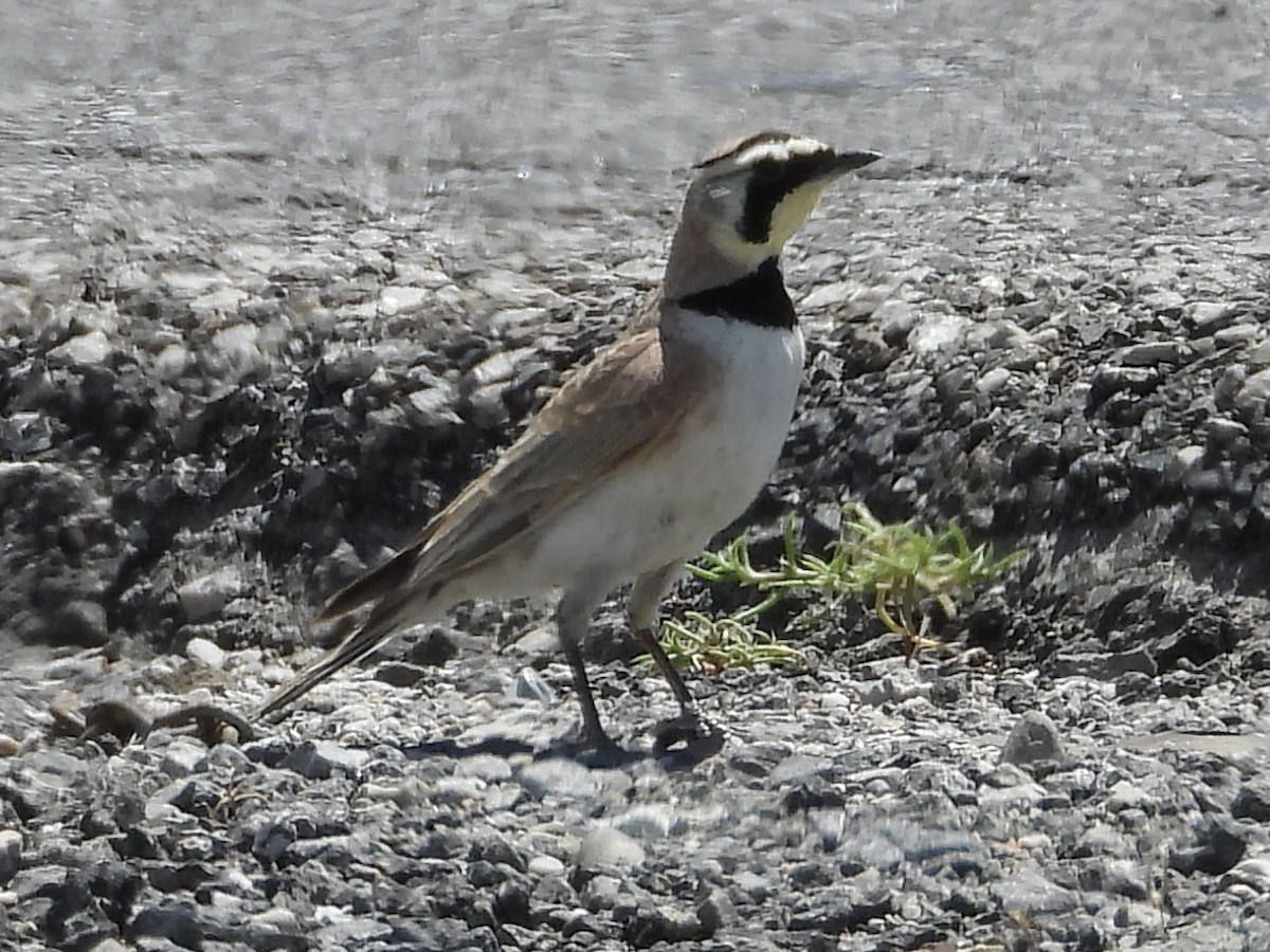 Horned Lark - Steve Houston