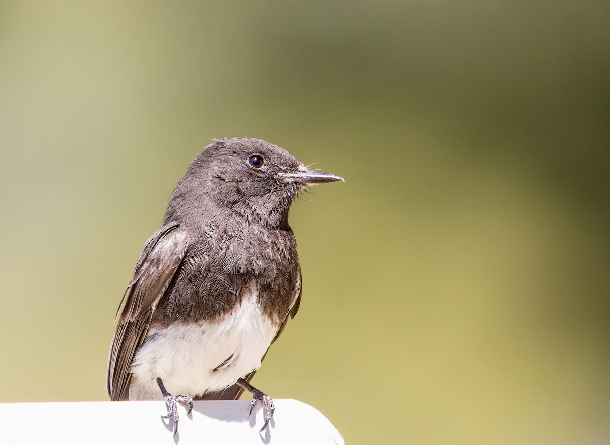 Black Phoebe - Daniel Ward