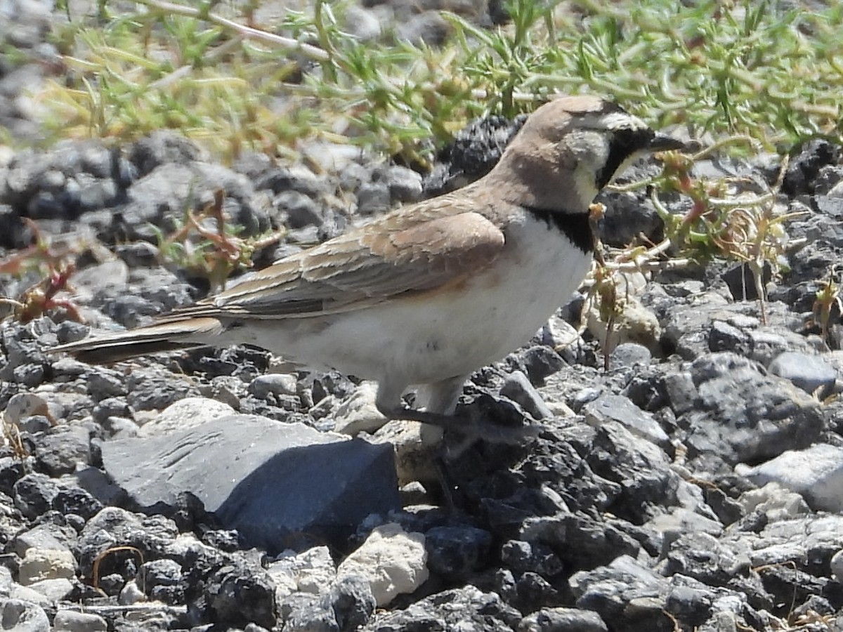 Horned Lark - Steve Houston