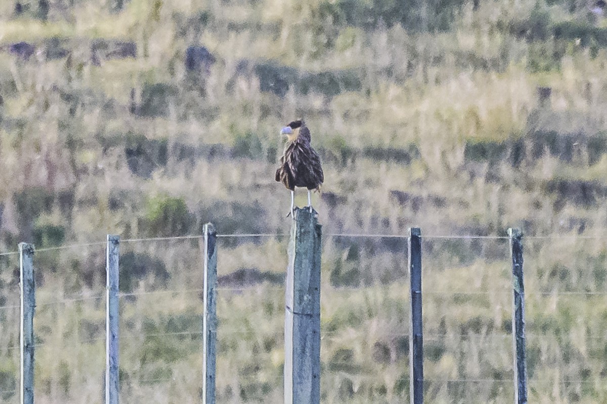 Crested Caracara - Amed Hernández