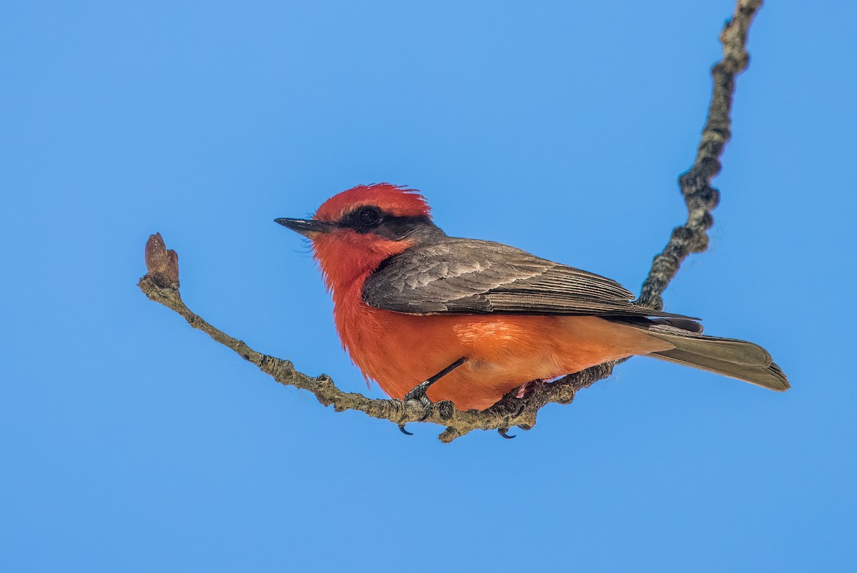 Vermilion Flycatcher - Daniel Ward