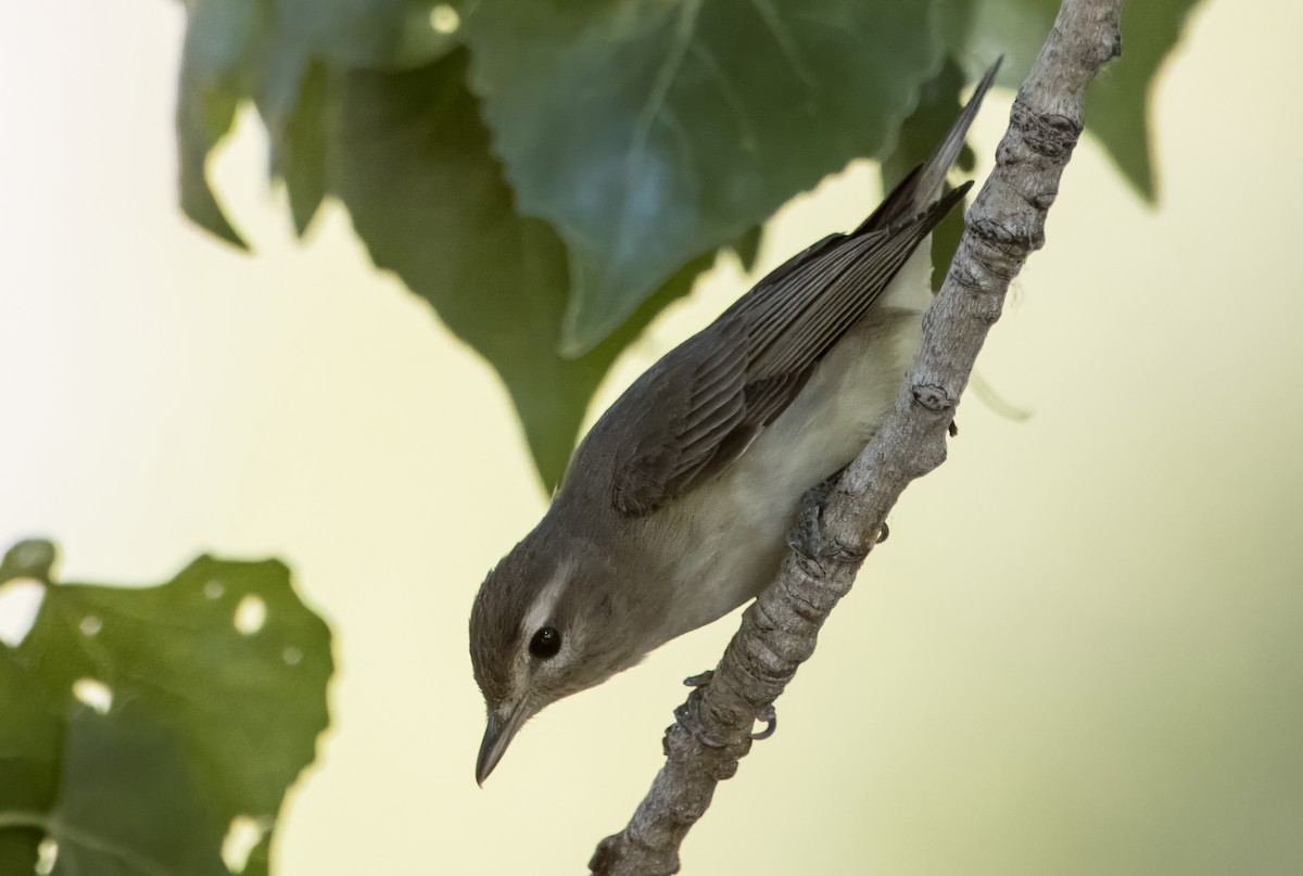 Warbling Vireo - Daniel Ward