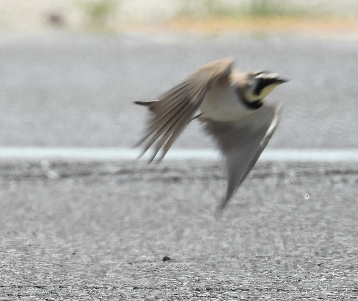 Horned Lark - Steve Houston