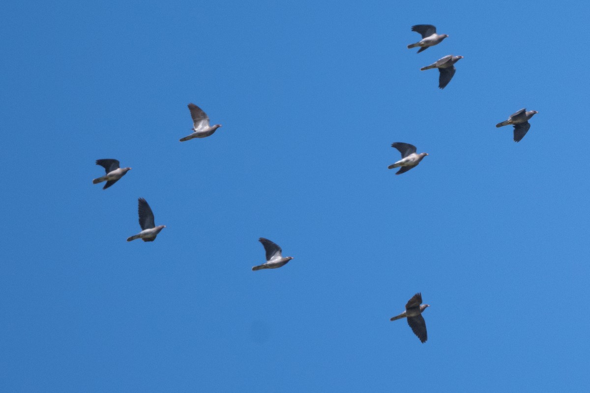 Band-tailed Pigeon - Tom Hambleton