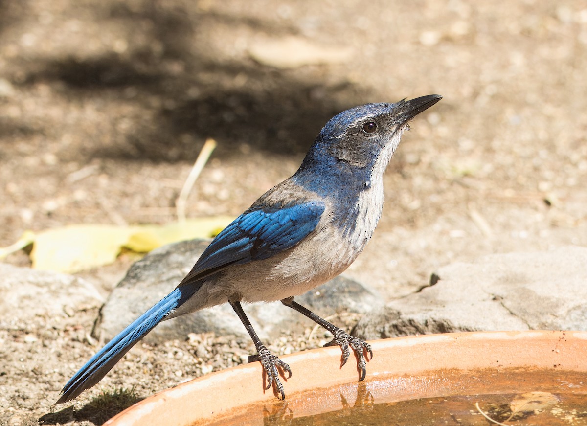 California Scrub-Jay - Daniel Ward