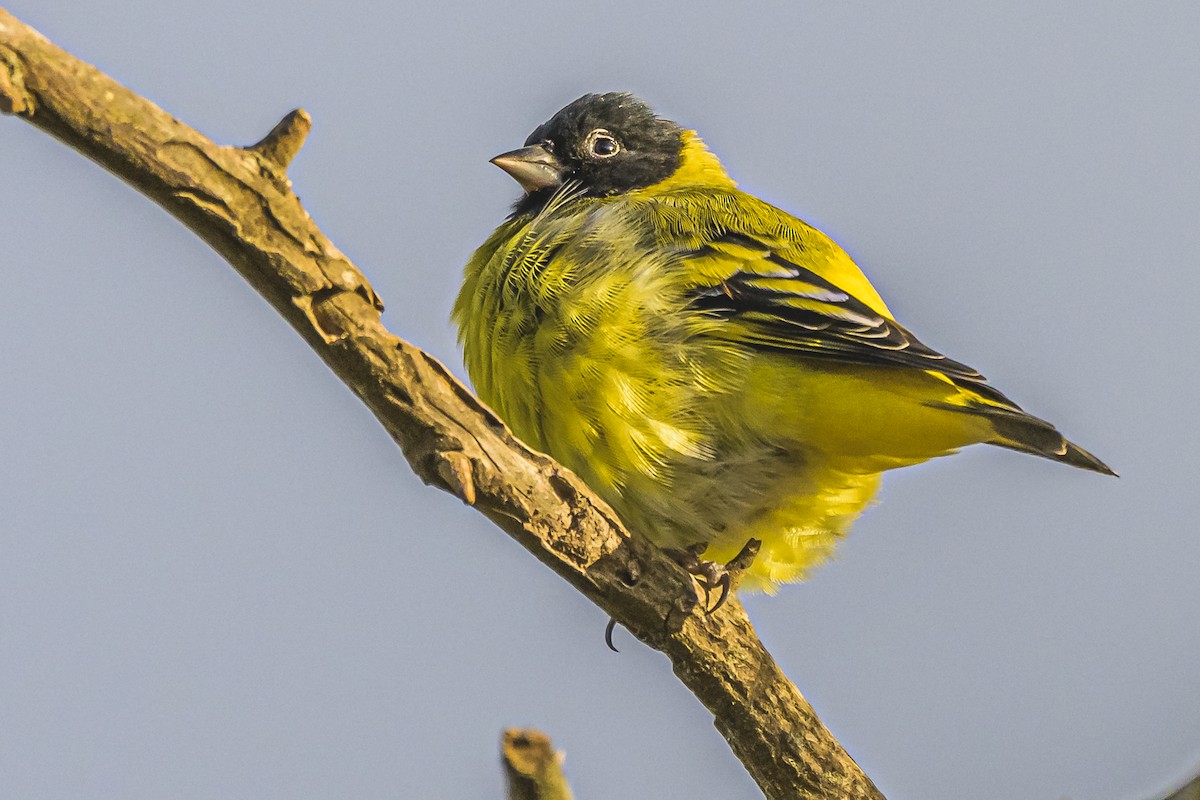 Hooded Siskin - Amed Hernández