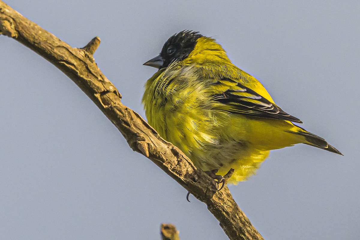 Hooded Siskin - Amed Hernández