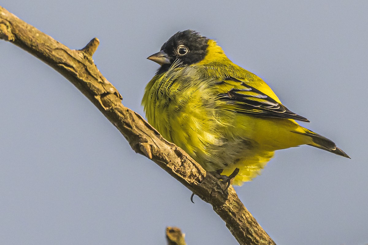 Hooded Siskin - Amed Hernández