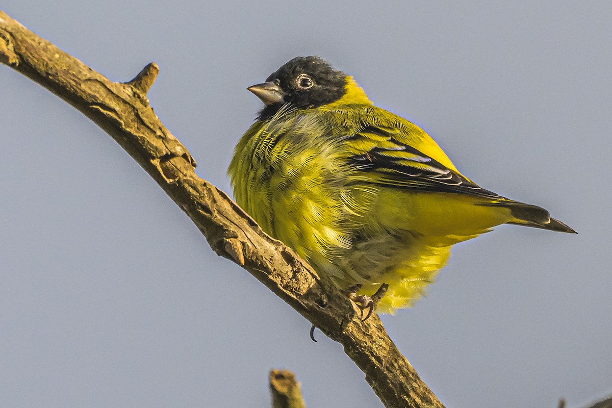 Hooded Siskin - Amed Hernández