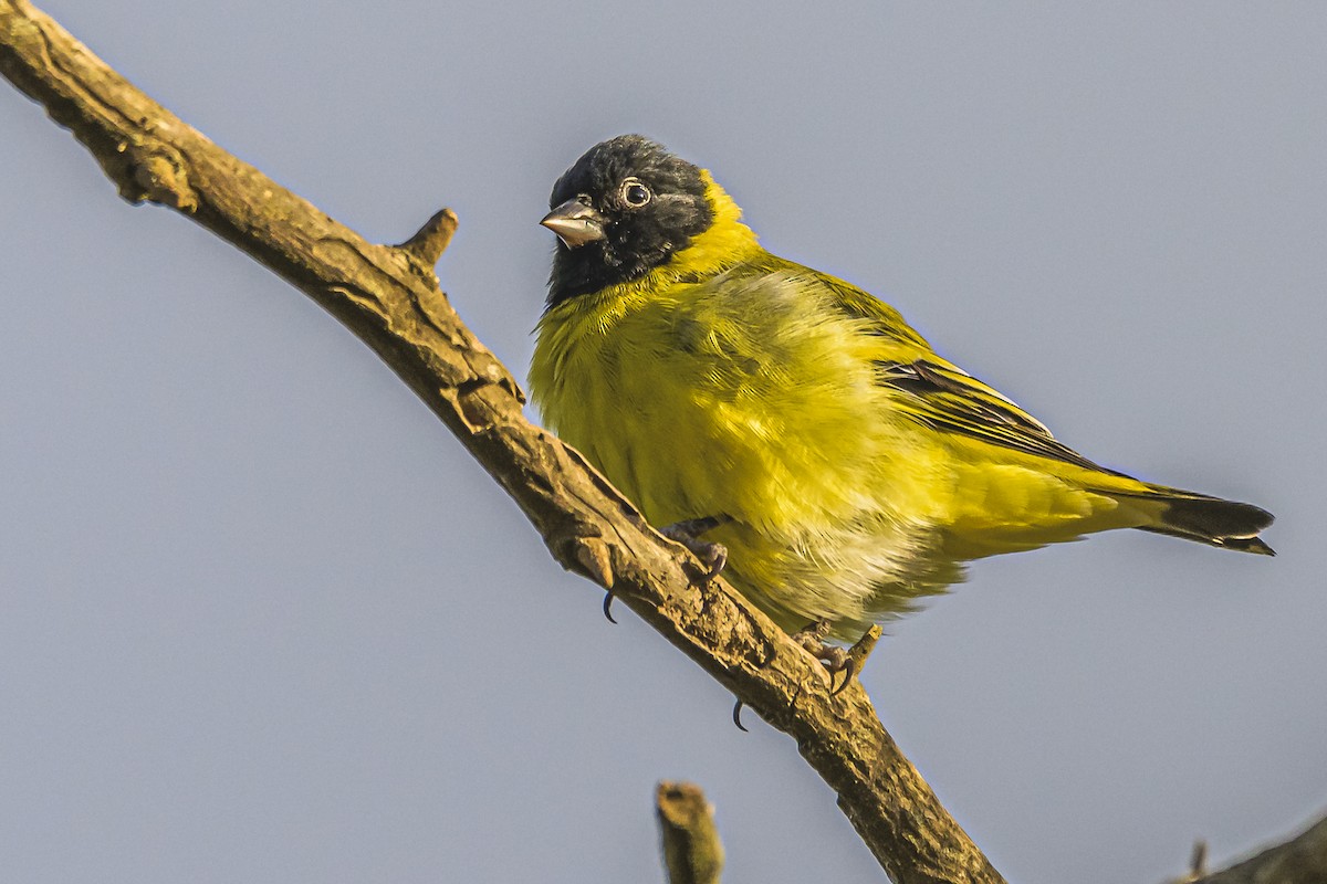 Hooded Siskin - Amed Hernández