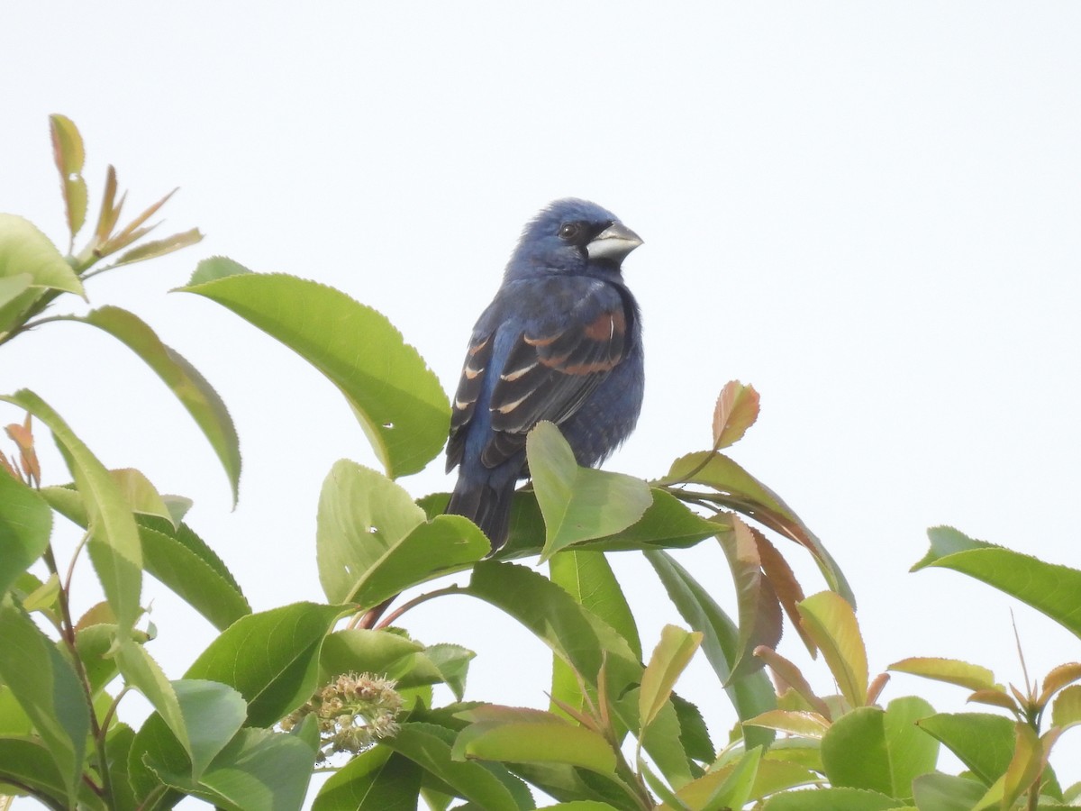 Blue Grosbeak - Cindy Leffelman