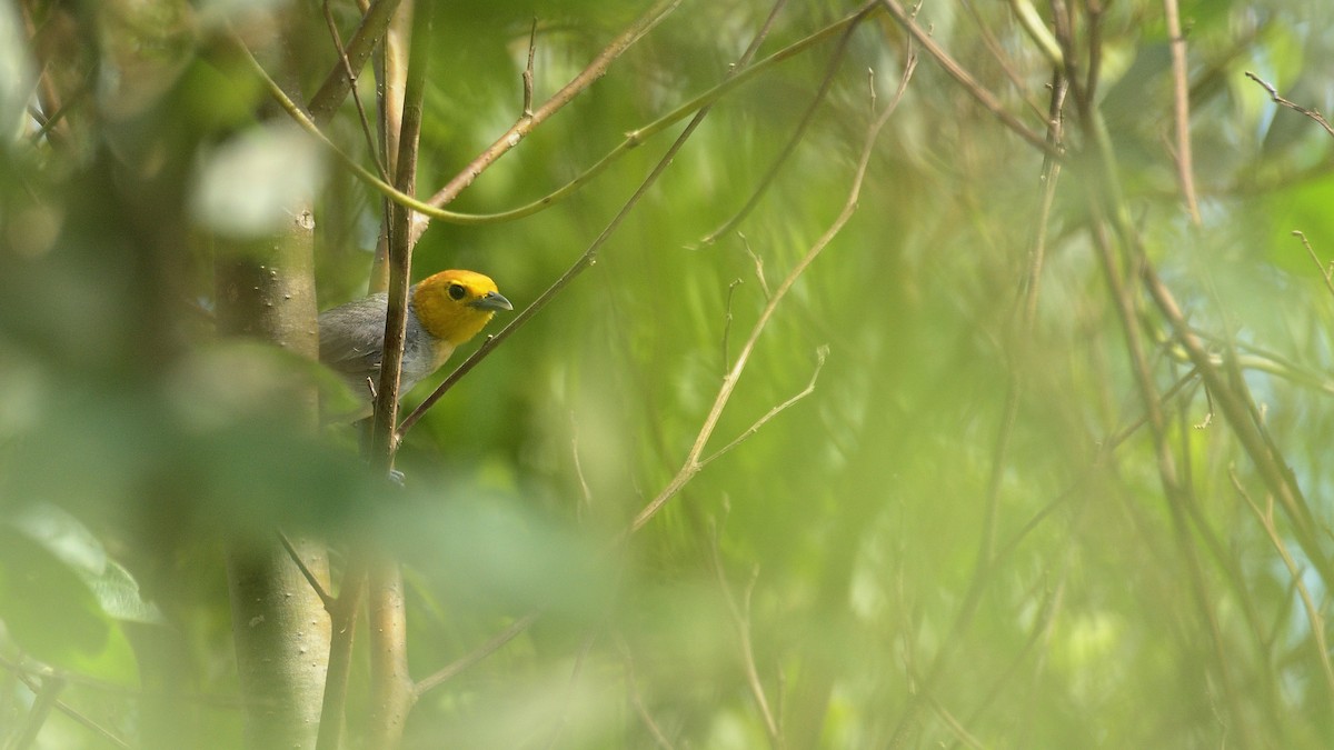 Orange-headed Tanager - Miguel Aguilar @birdnomad