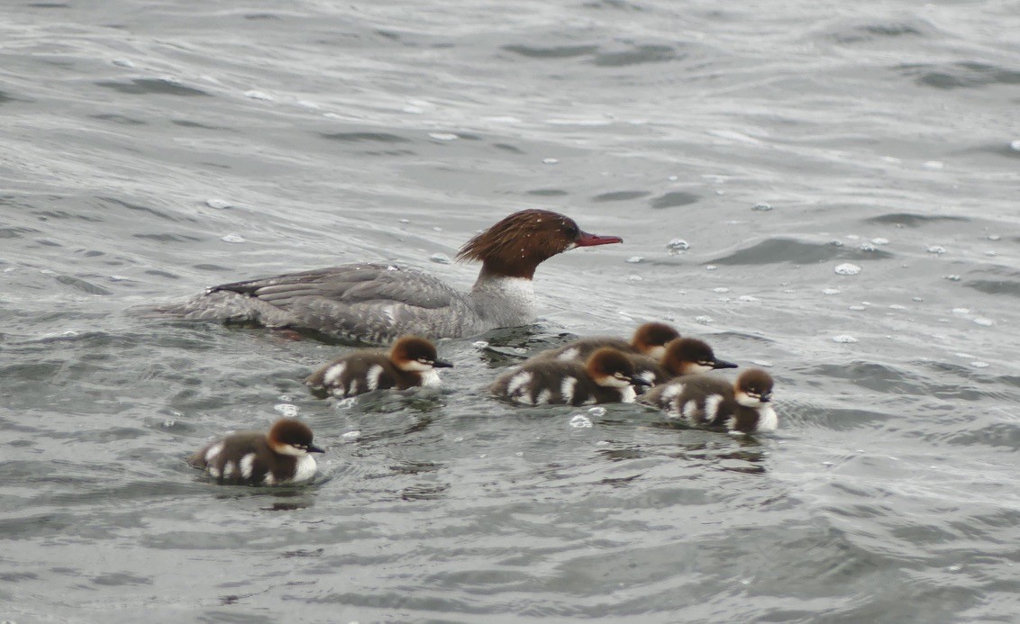 Common Merganser - undefined