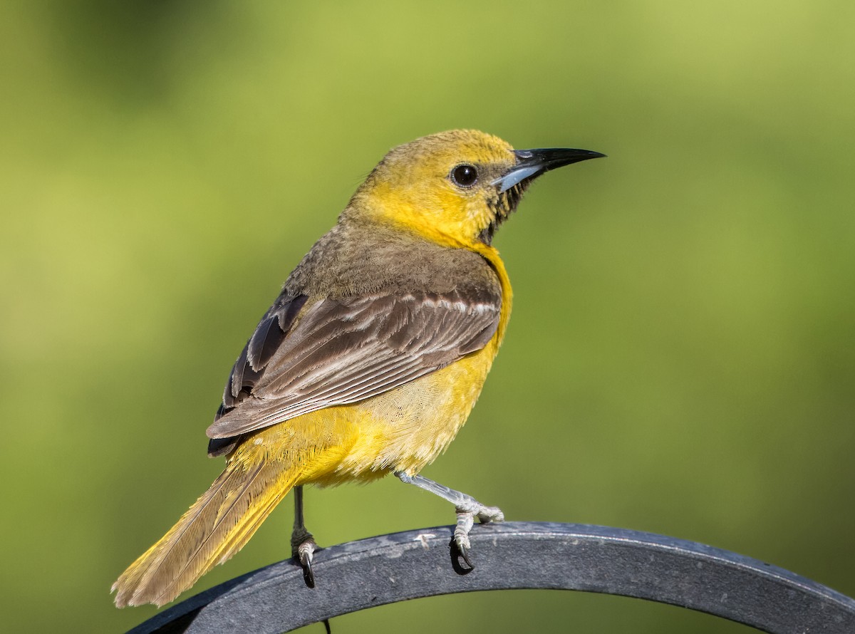 Hooded Oriole - Daniel Ward