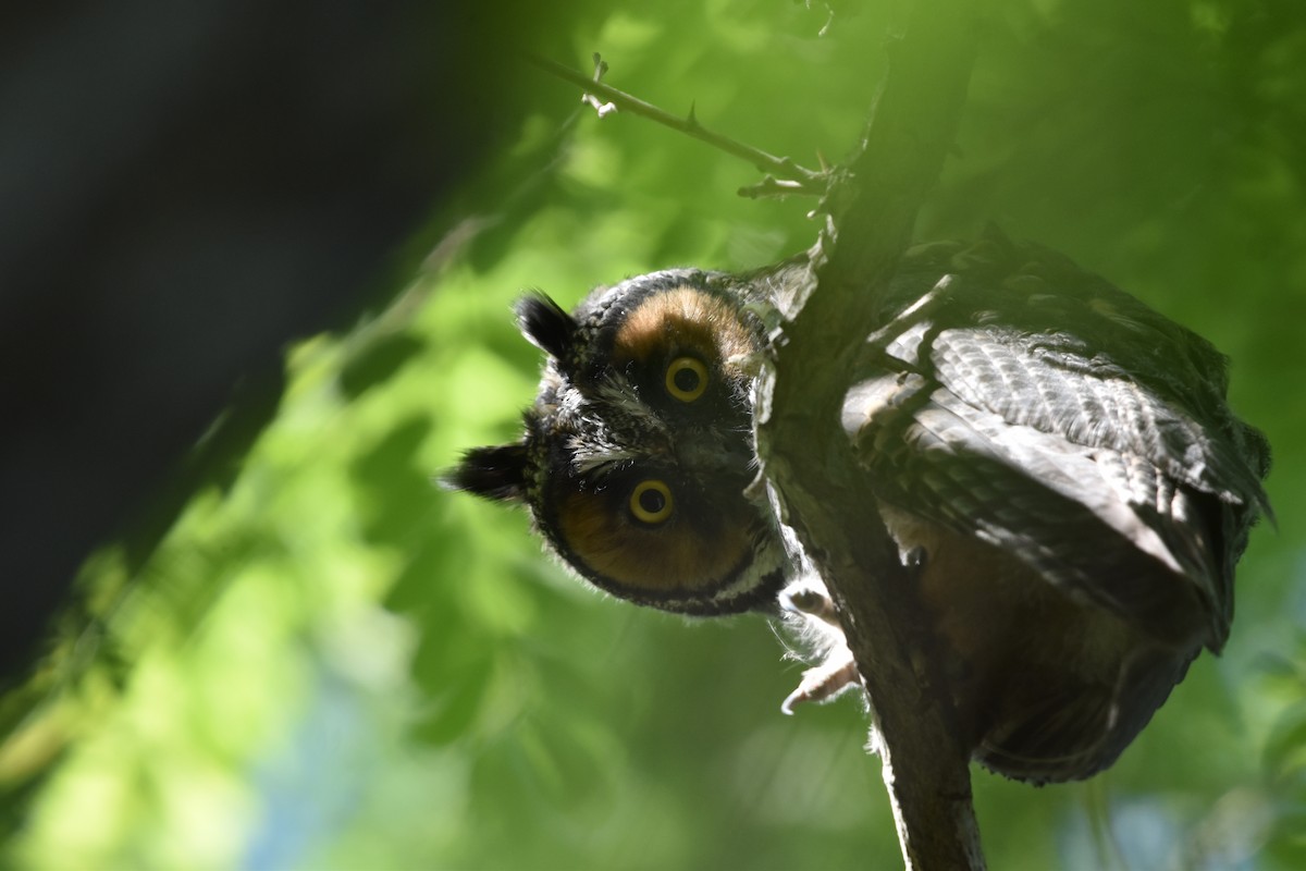 Long-eared Owl - Steven C