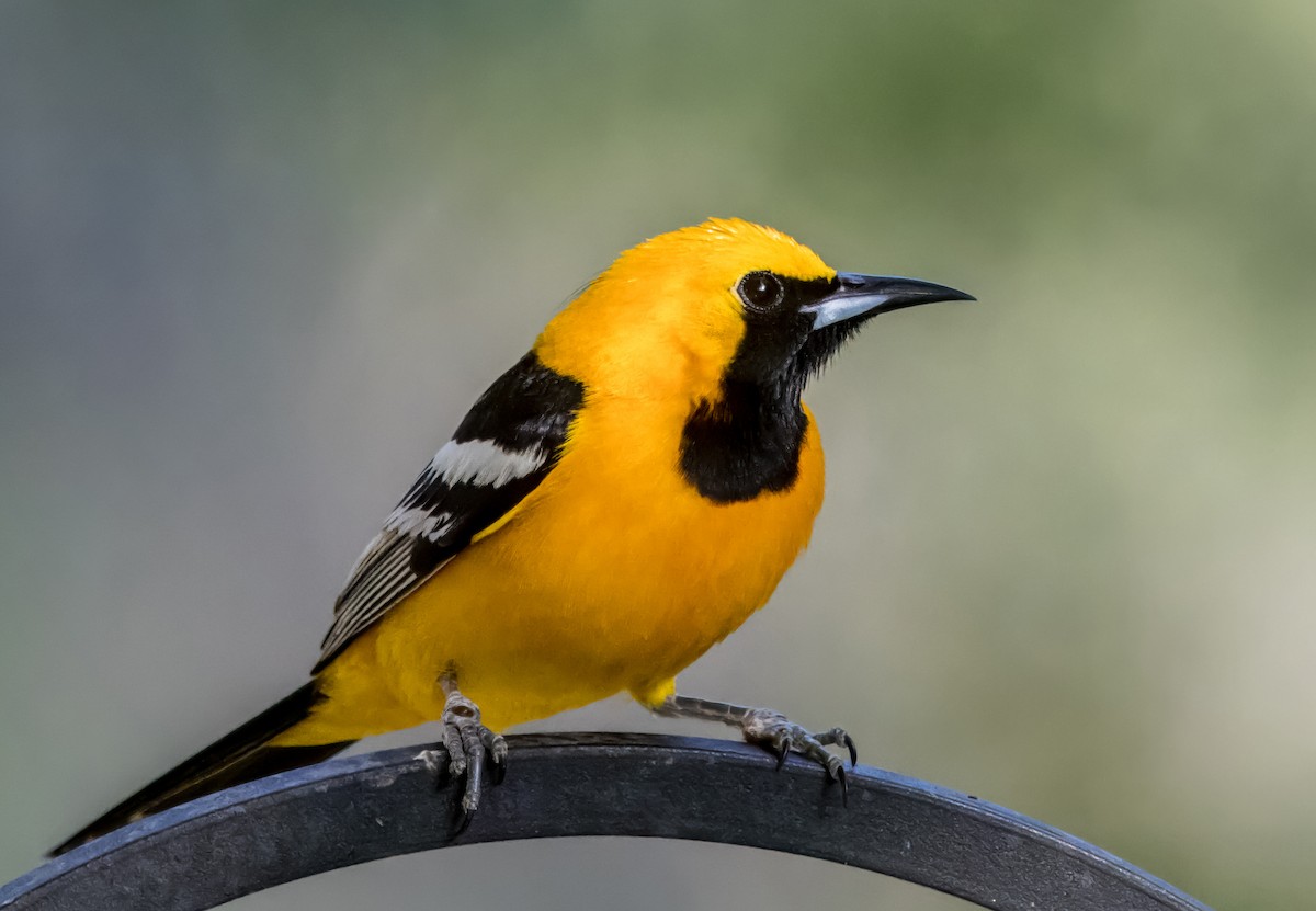 Hooded Oriole - Daniel Ward