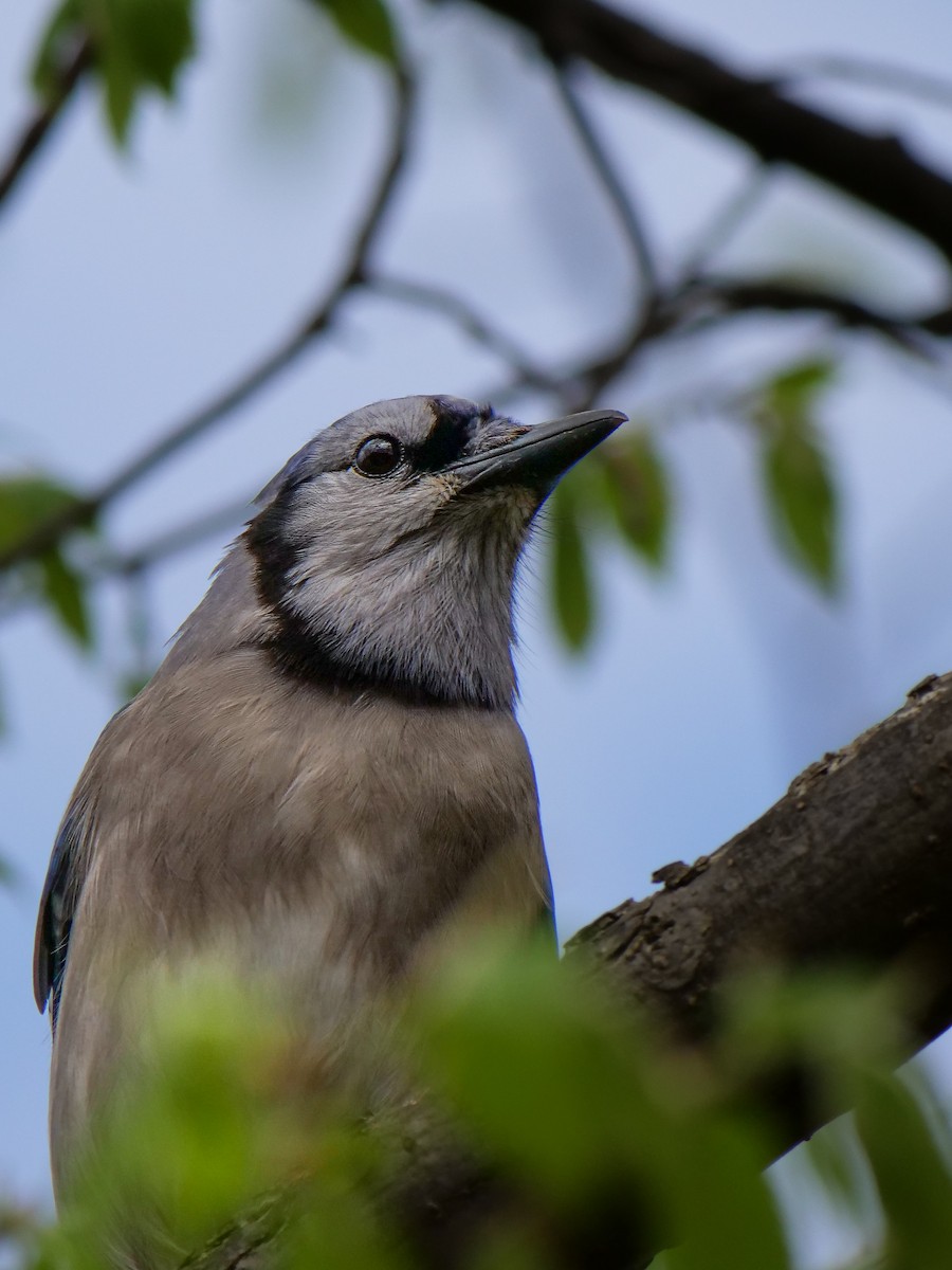 Blue Jay - Bob Izumi