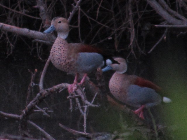 Ringed Teal - Hugo Rodriguez