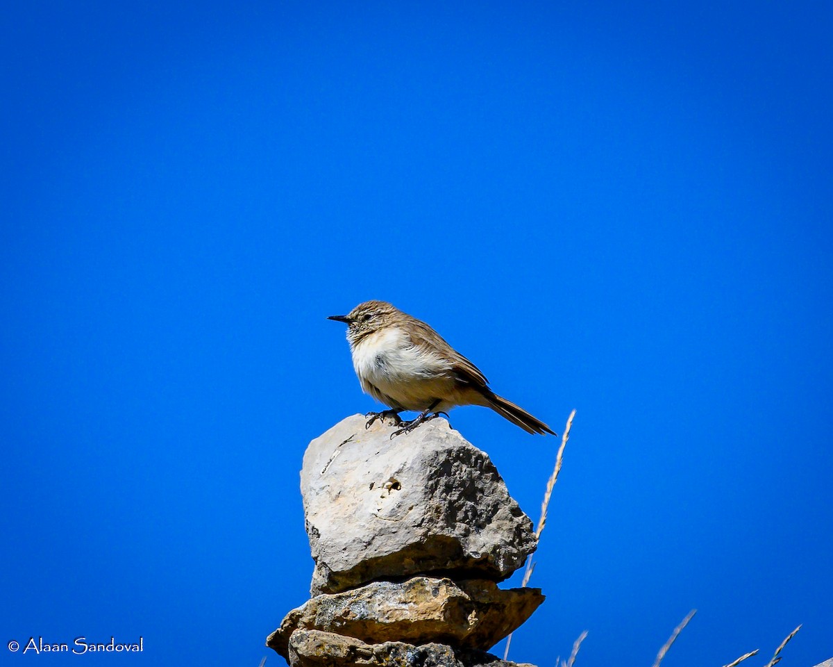 Streak-throated Canastero - Alaan Sandoval Lopez