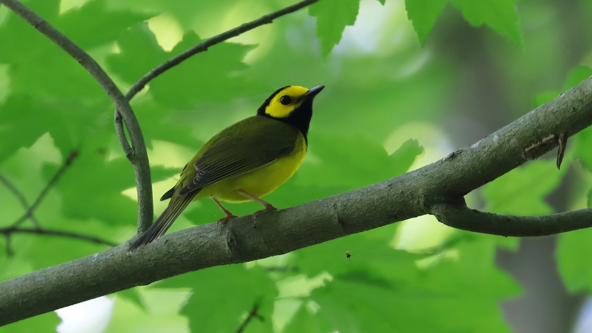 Hooded Warbler - Brenda Bull