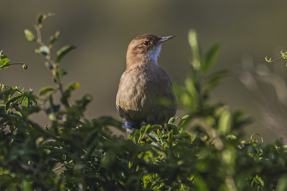 Rufous Hornero - Amed Hernández