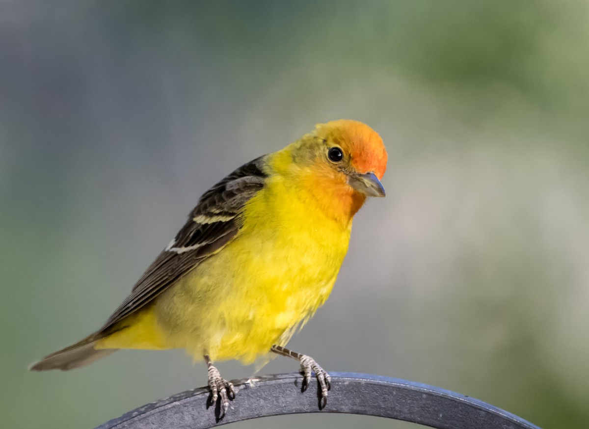 Western Tanager - Daniel Ward