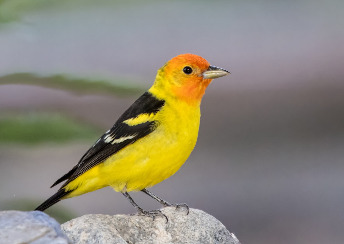 Western Tanager - Daniel Ward