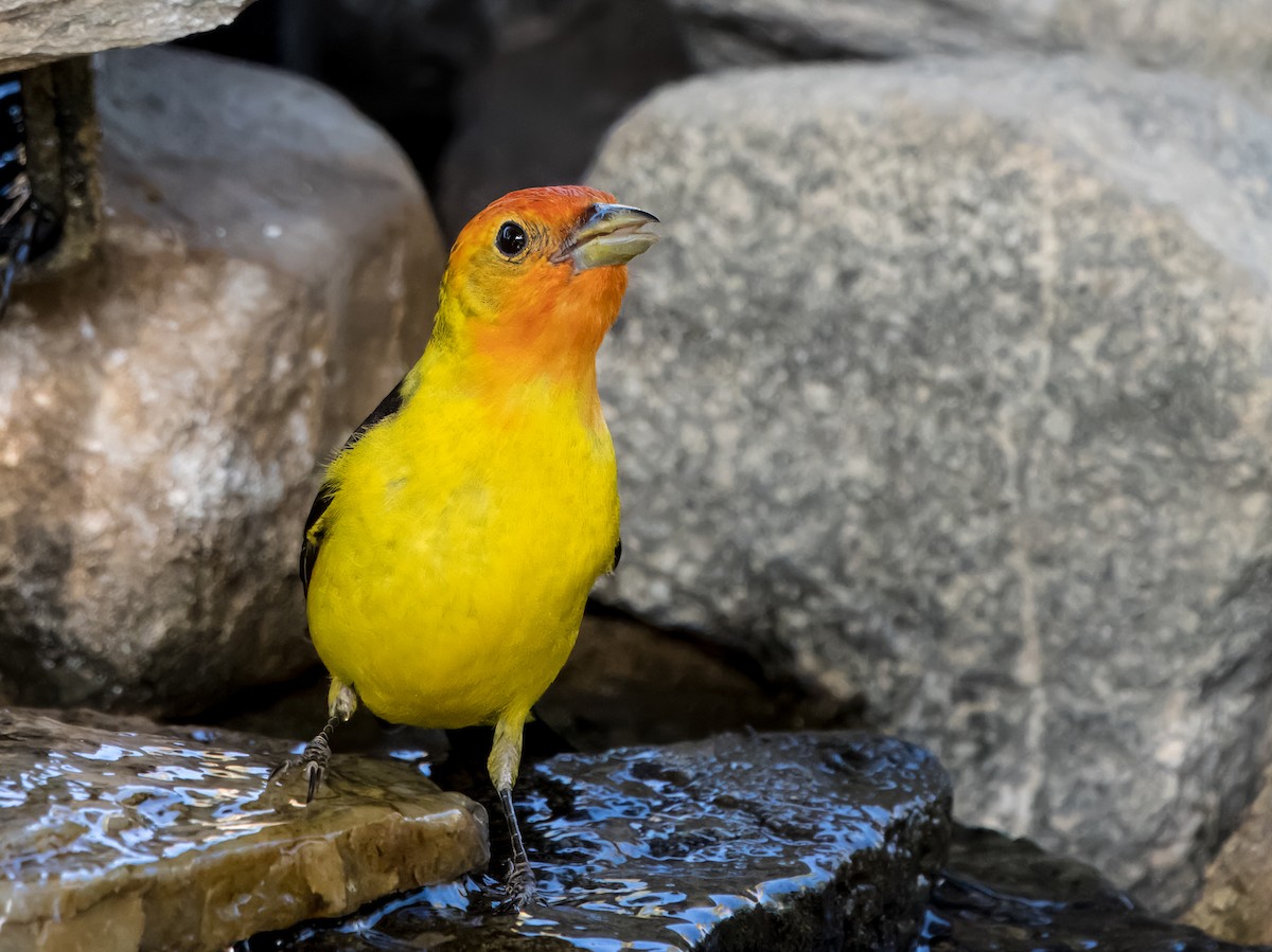 Western Tanager - Daniel Ward