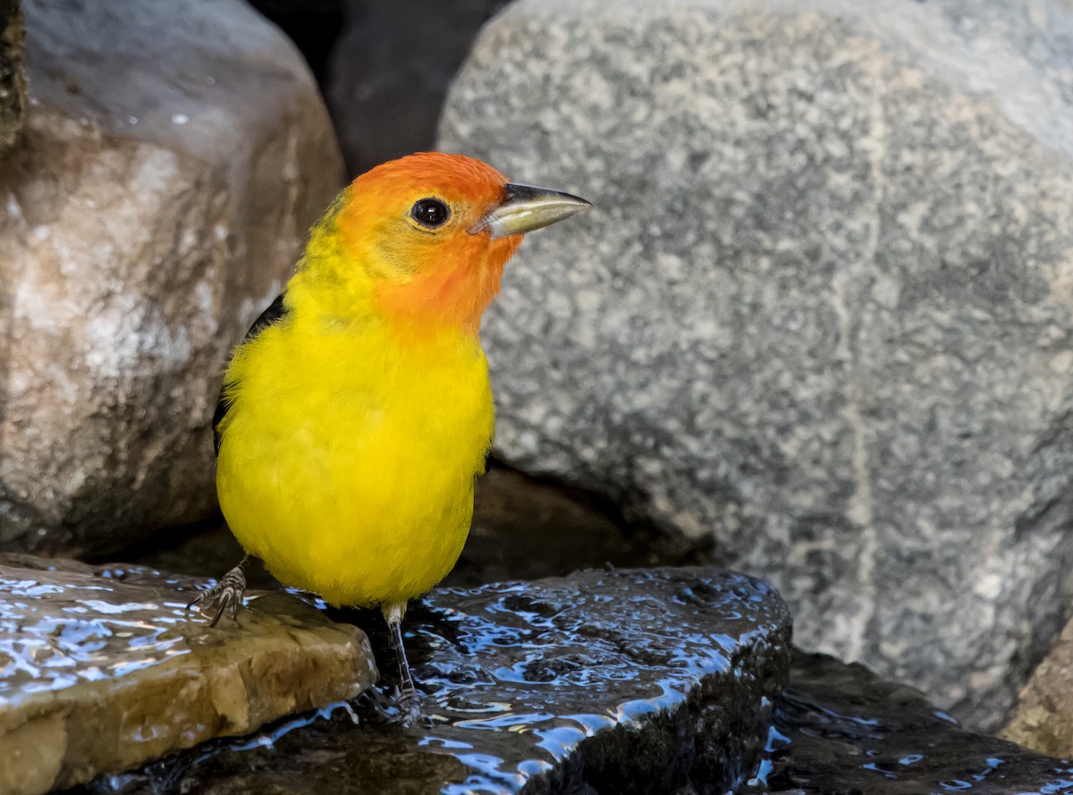 Western Tanager - Daniel Ward