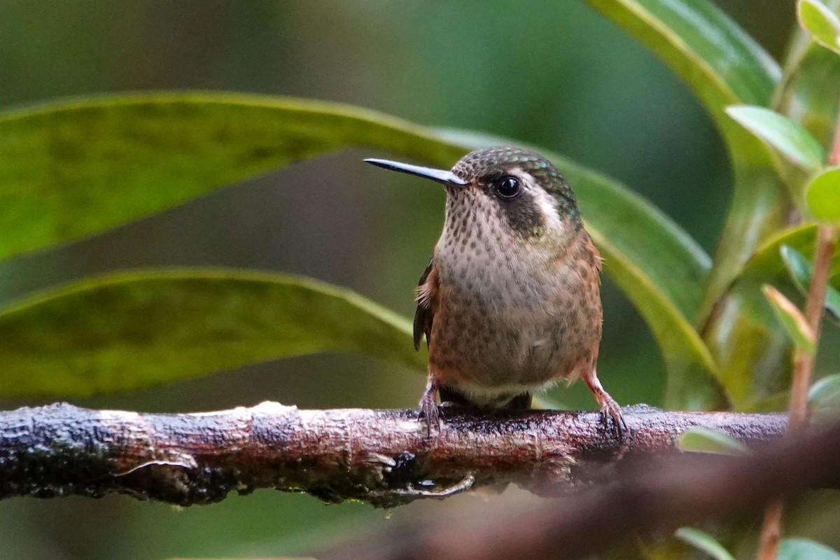 Speckled Hummingbird - Celesta von Chamier