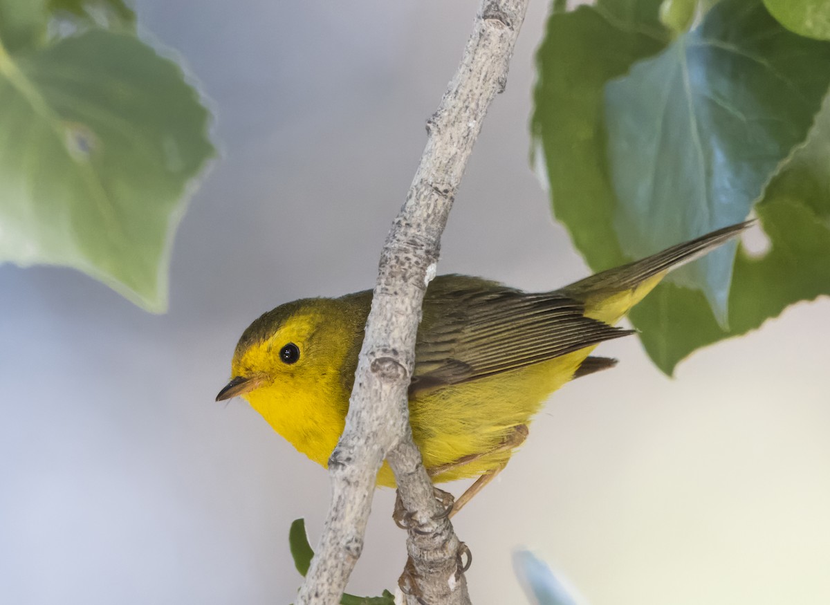 Wilson's Warbler - Daniel Ward