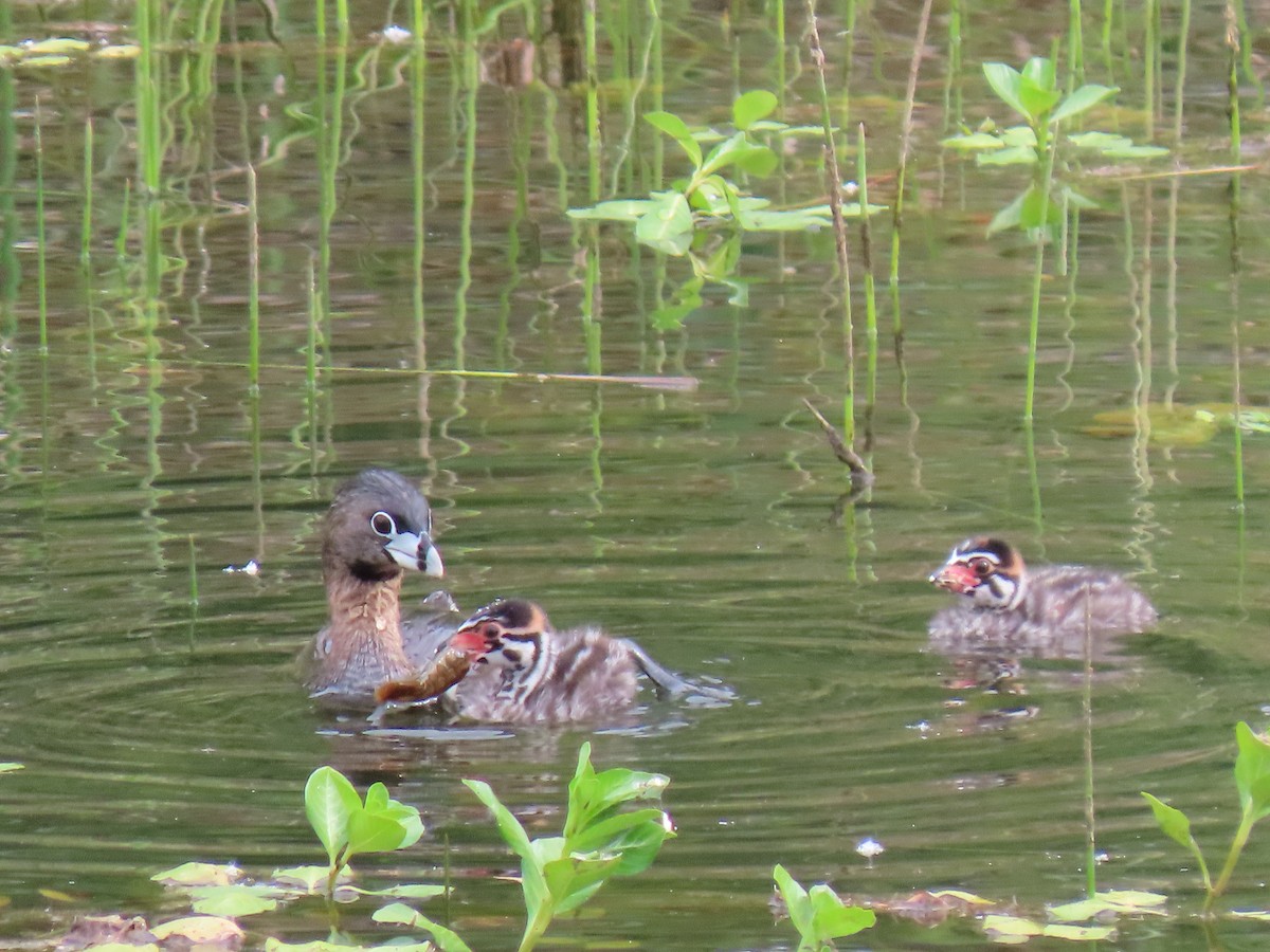 Pied-billed Grebe - Kathleen Williams