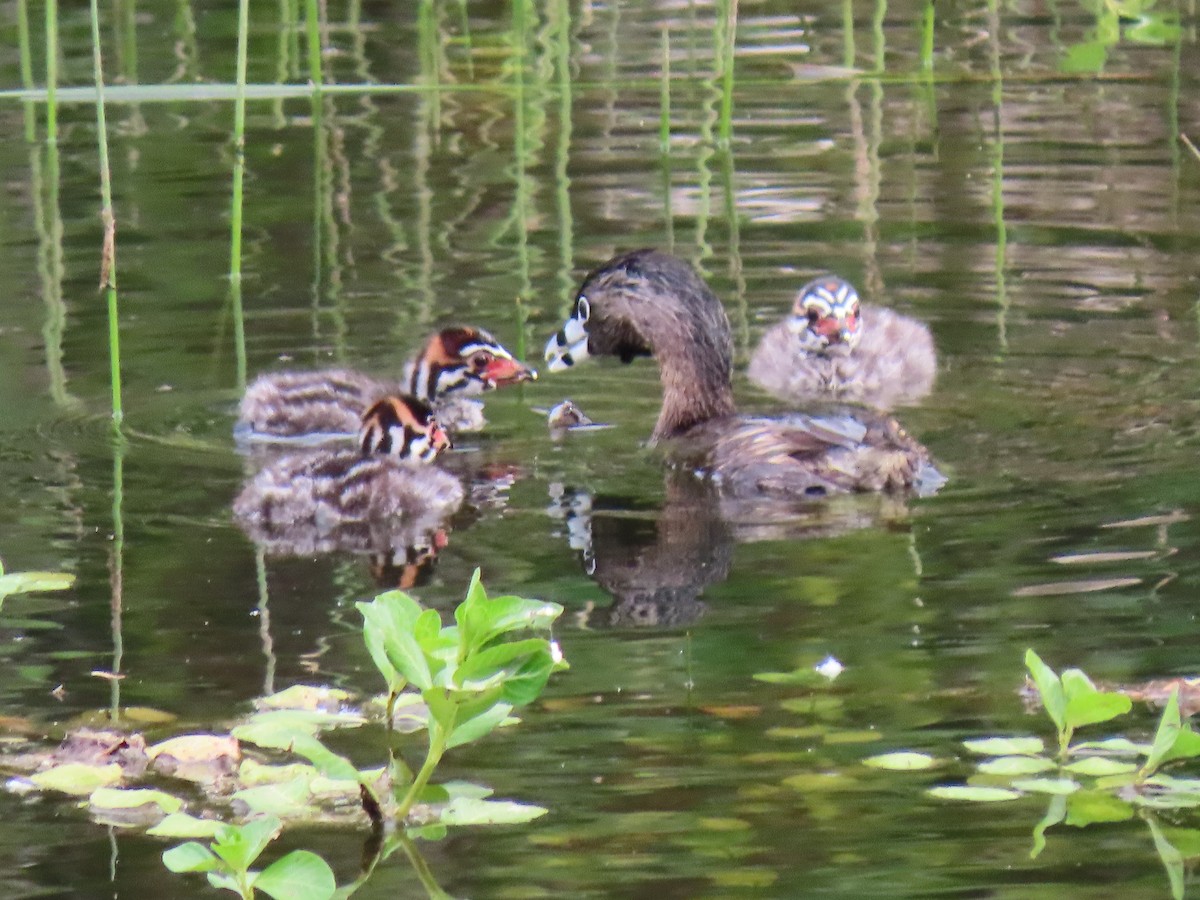 Pied-billed Grebe - Kathleen Williams