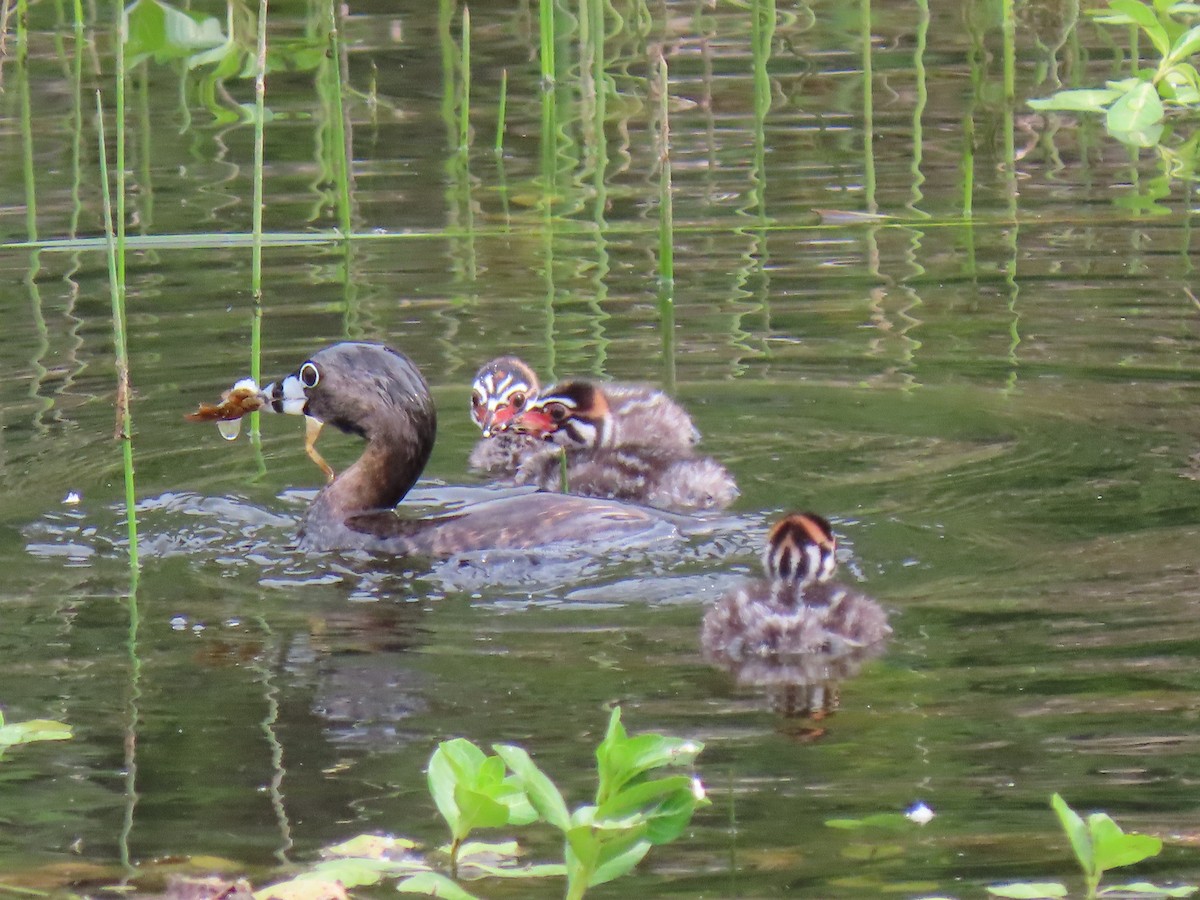 Pied-billed Grebe - Kathleen Williams