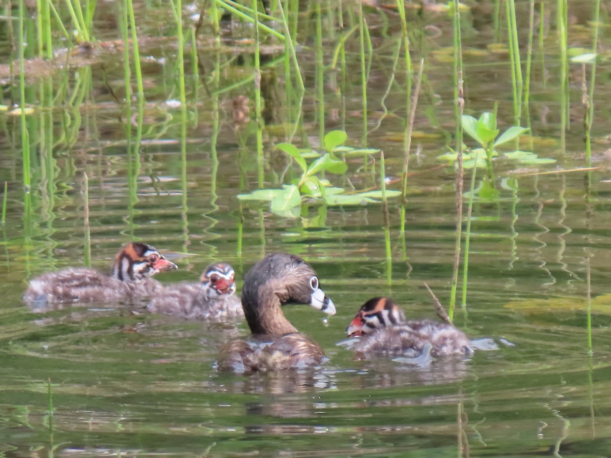 Pied-billed Grebe - Kathleen Williams