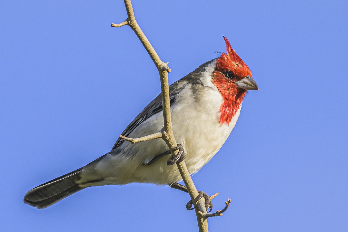 Red-crested Cardinal - Amed Hernández