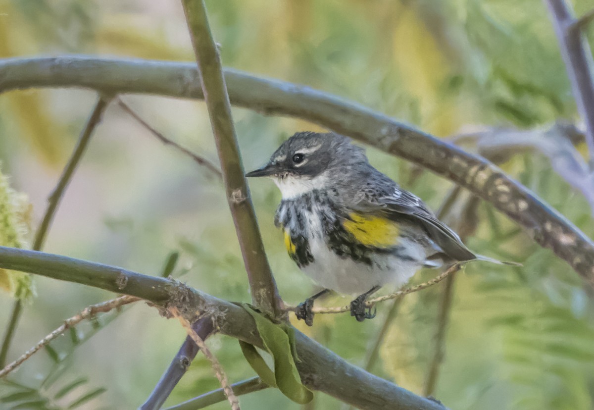 Yellow-rumped Warbler - Daniel Ward